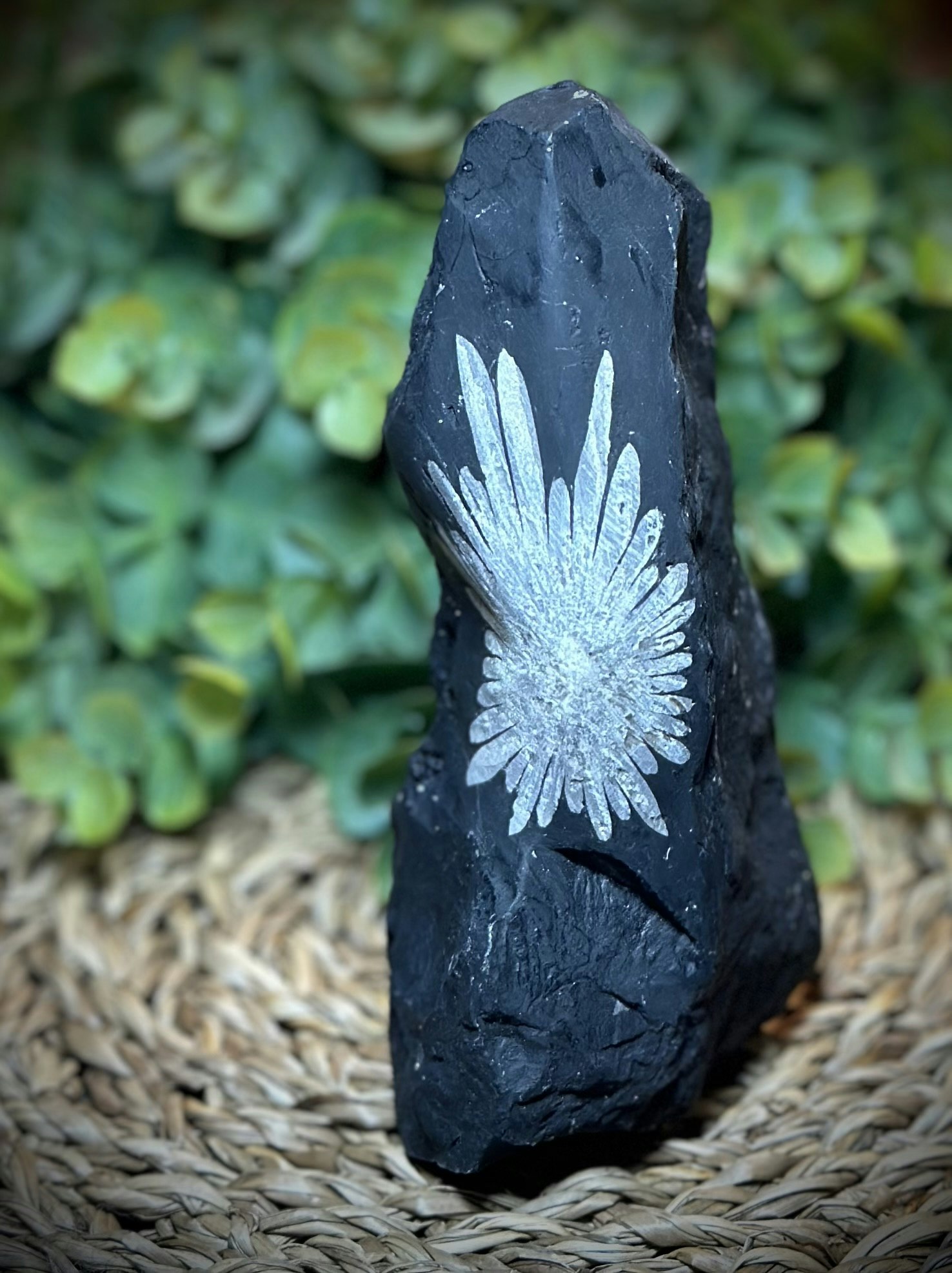 Krysantemum
