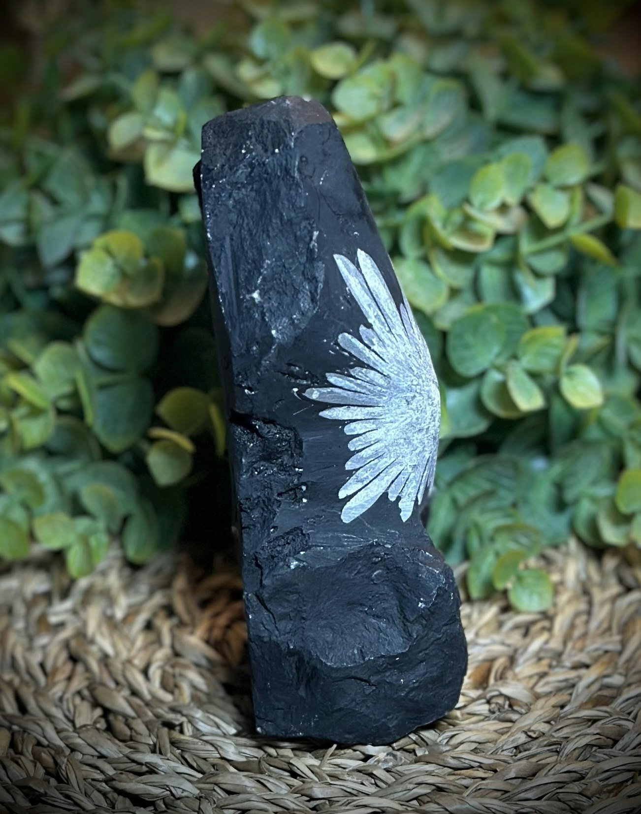 Krysantemum