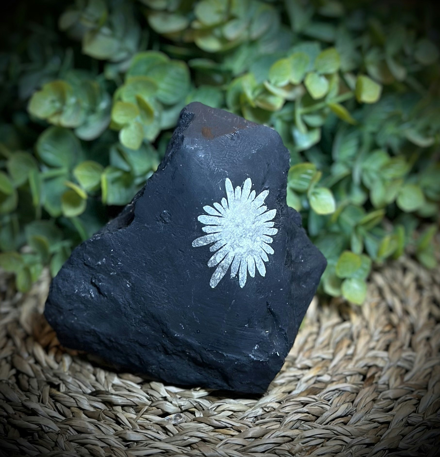 Krysantemum