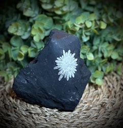 Krysantemum
