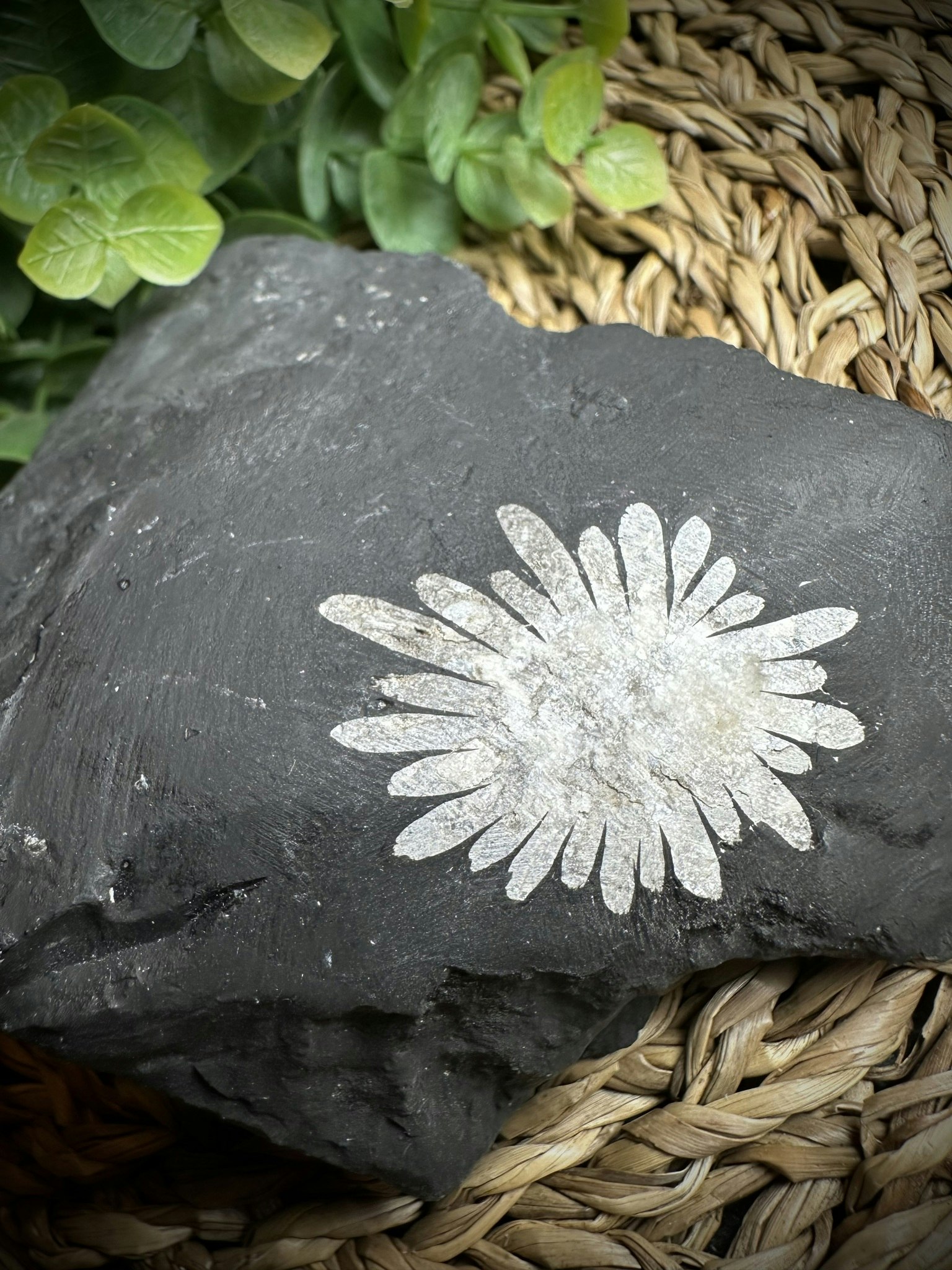 Krysantemum
