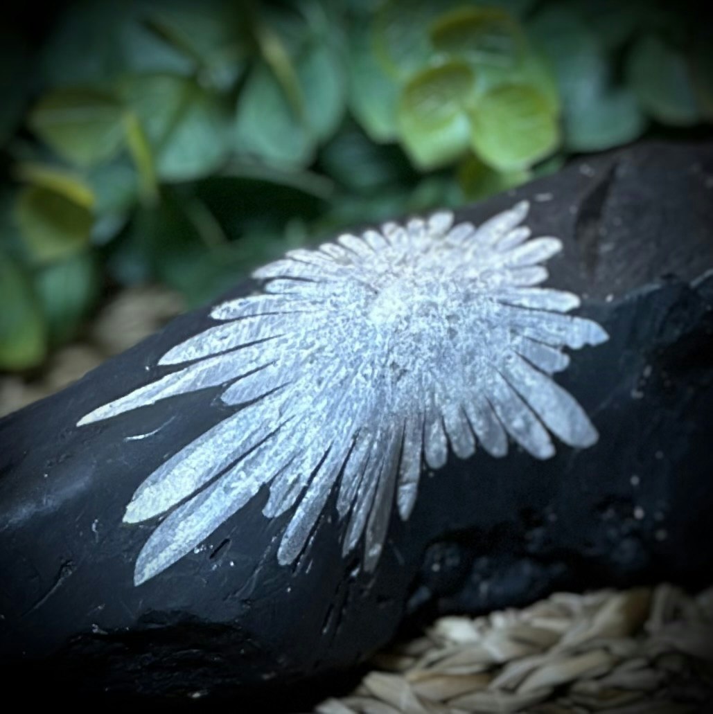 Krysantemum