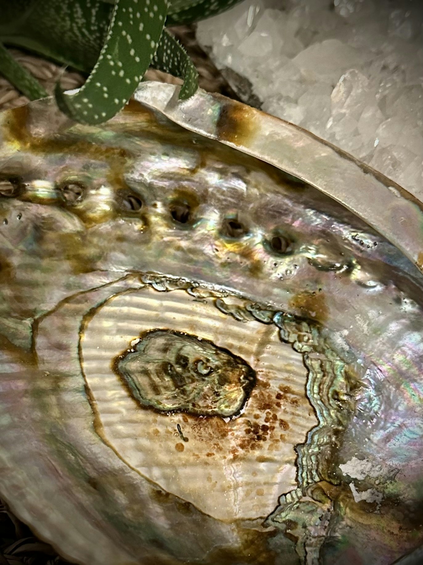 Abalone skal Haliotis Fulgens 15,5 cm