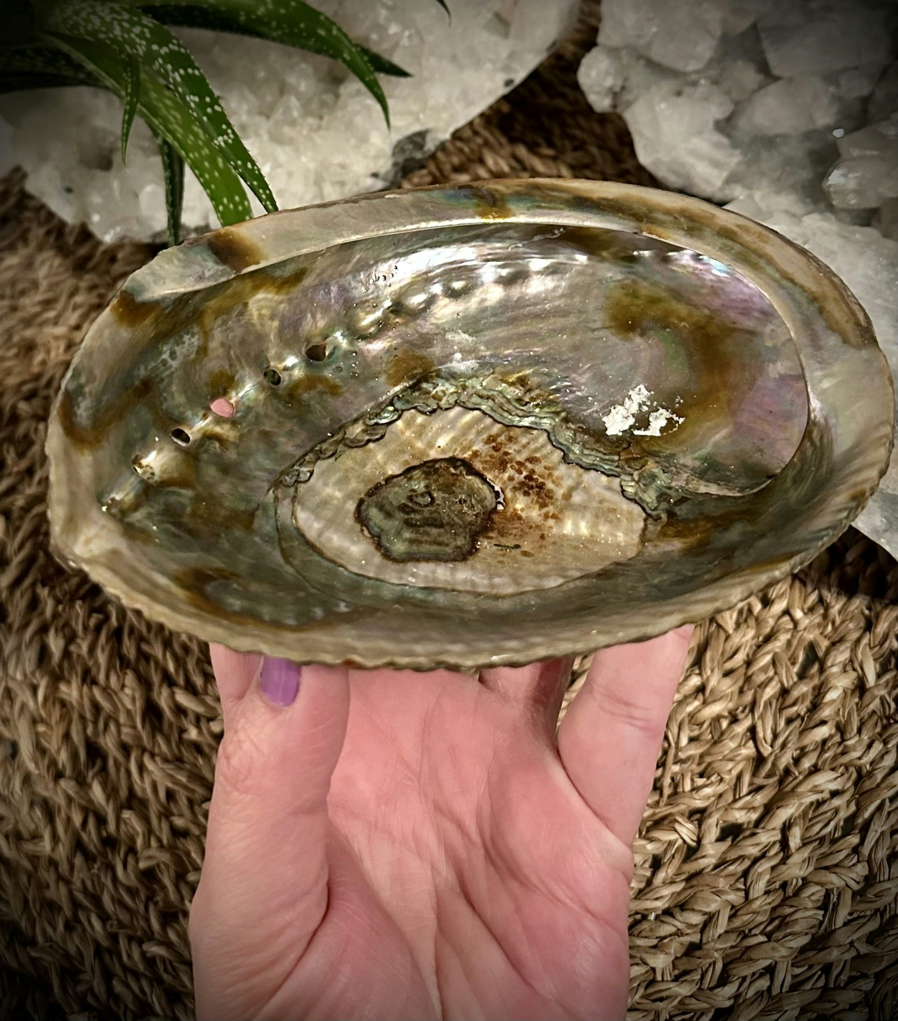 Abalone skal Haliotis Fulgens 15,5 cm