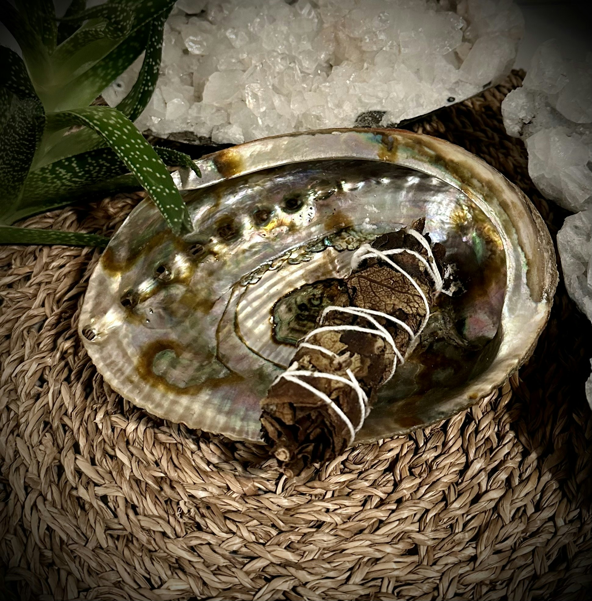 Abalone skal Haliotis Fulgens 15,5 cm