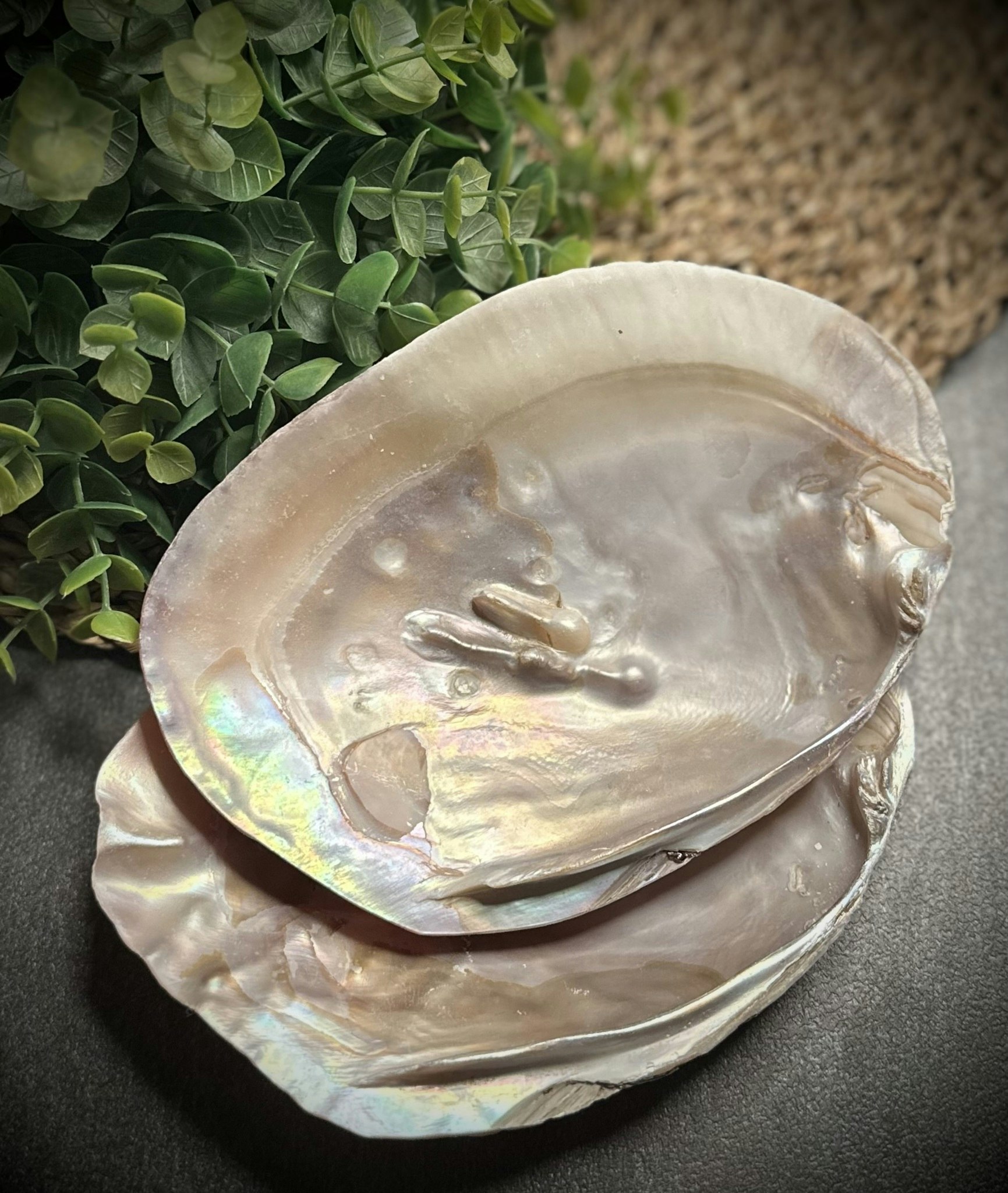 Mother Of Pearl 15-16 cm