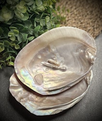 Mother Of Pearl 15-16 cm