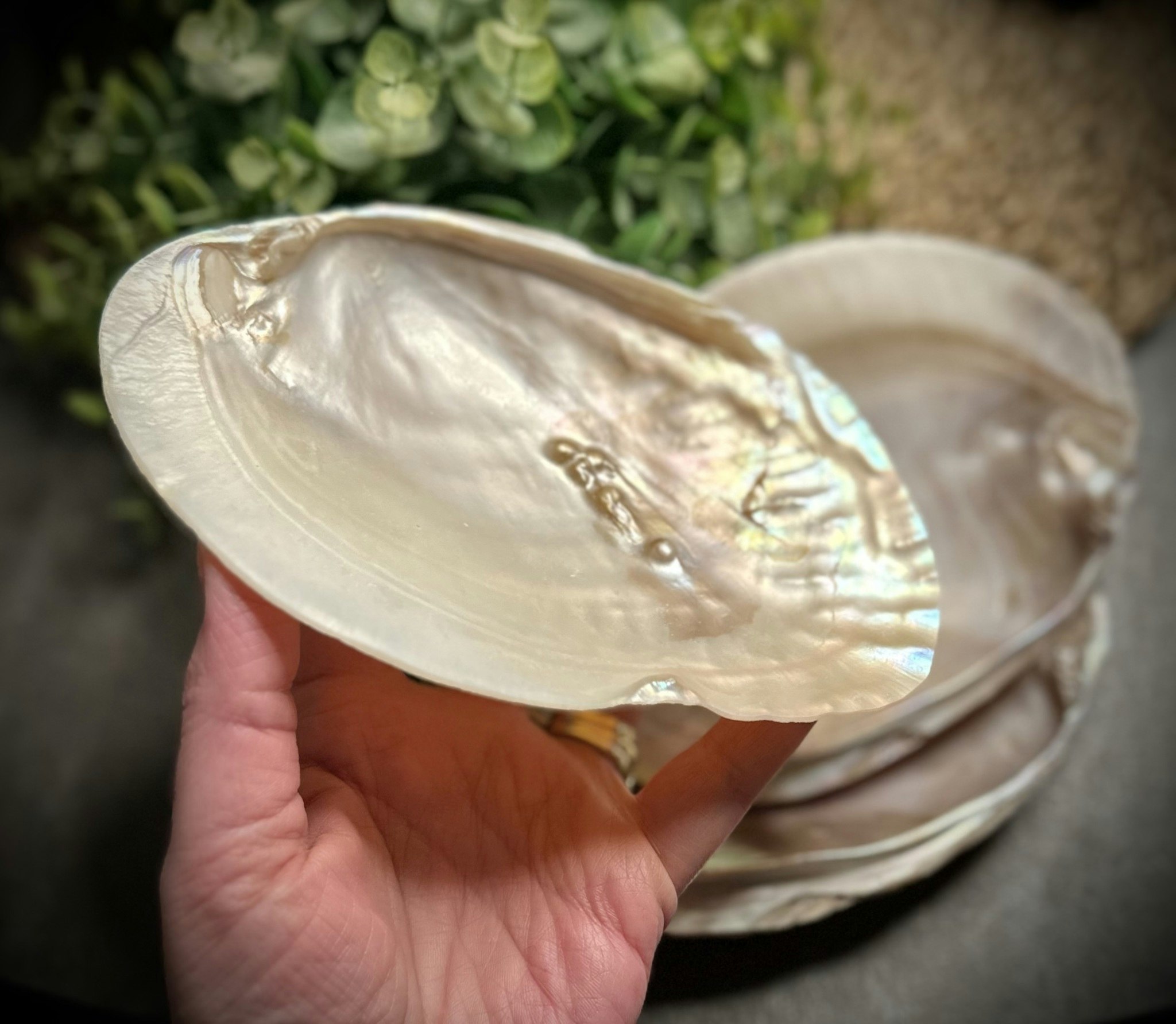 Mother Of Pearl 15-16 cm