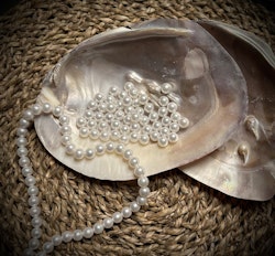 Mother Of Pearl 15-16 cm
