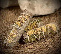 Sunflower Sage 10 cm