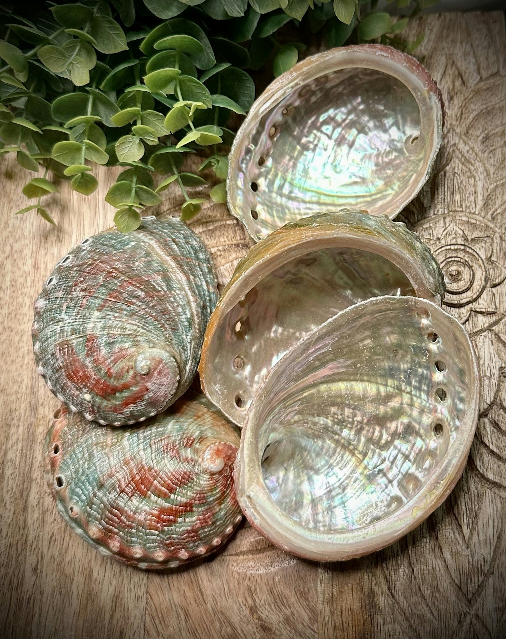 Abalone skal | Vietnam