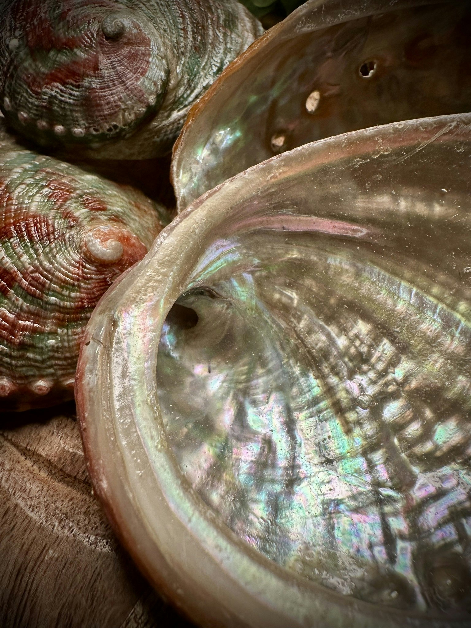 Abalone skal | Vietnam