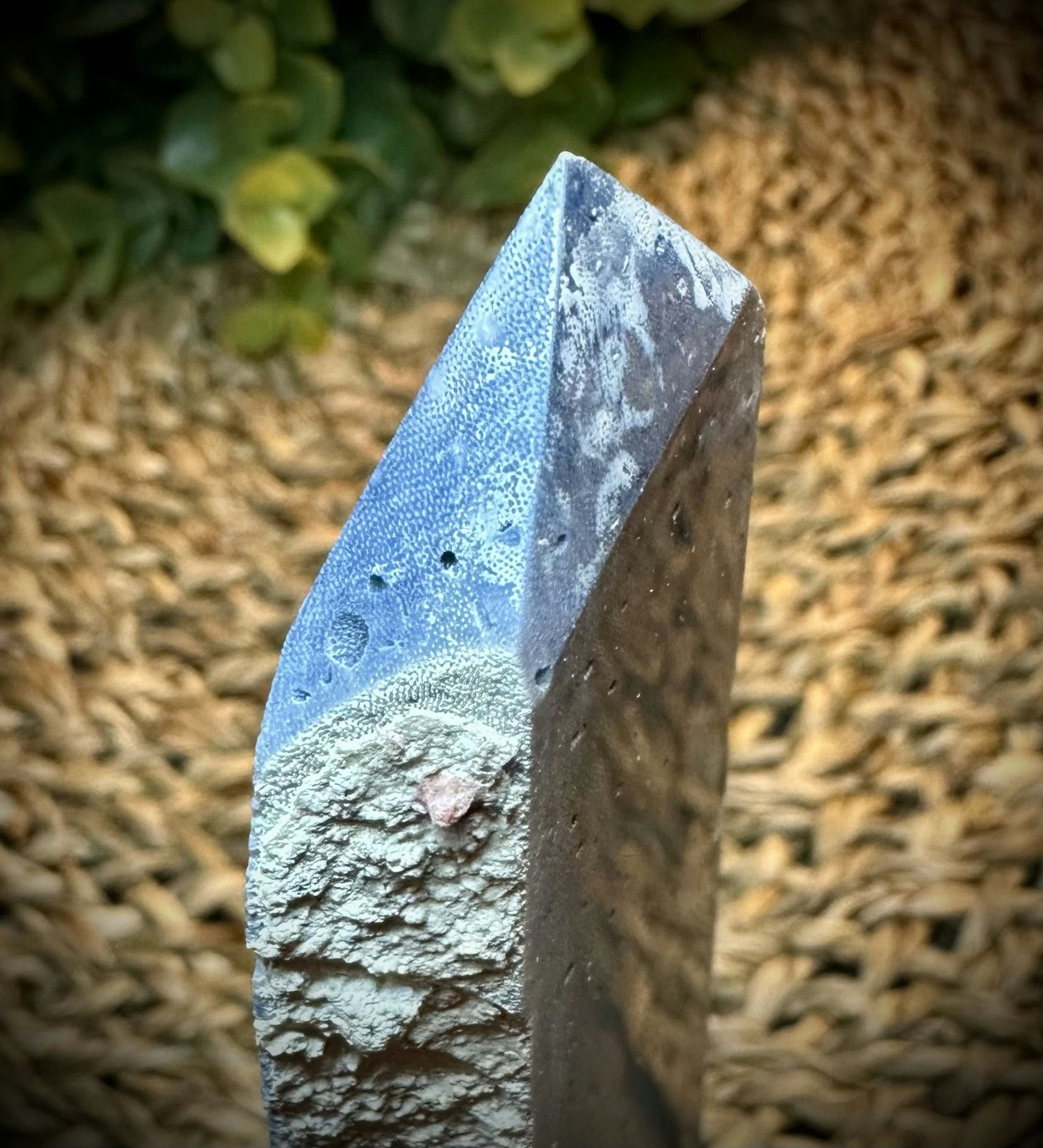 Blue Ridge Korall