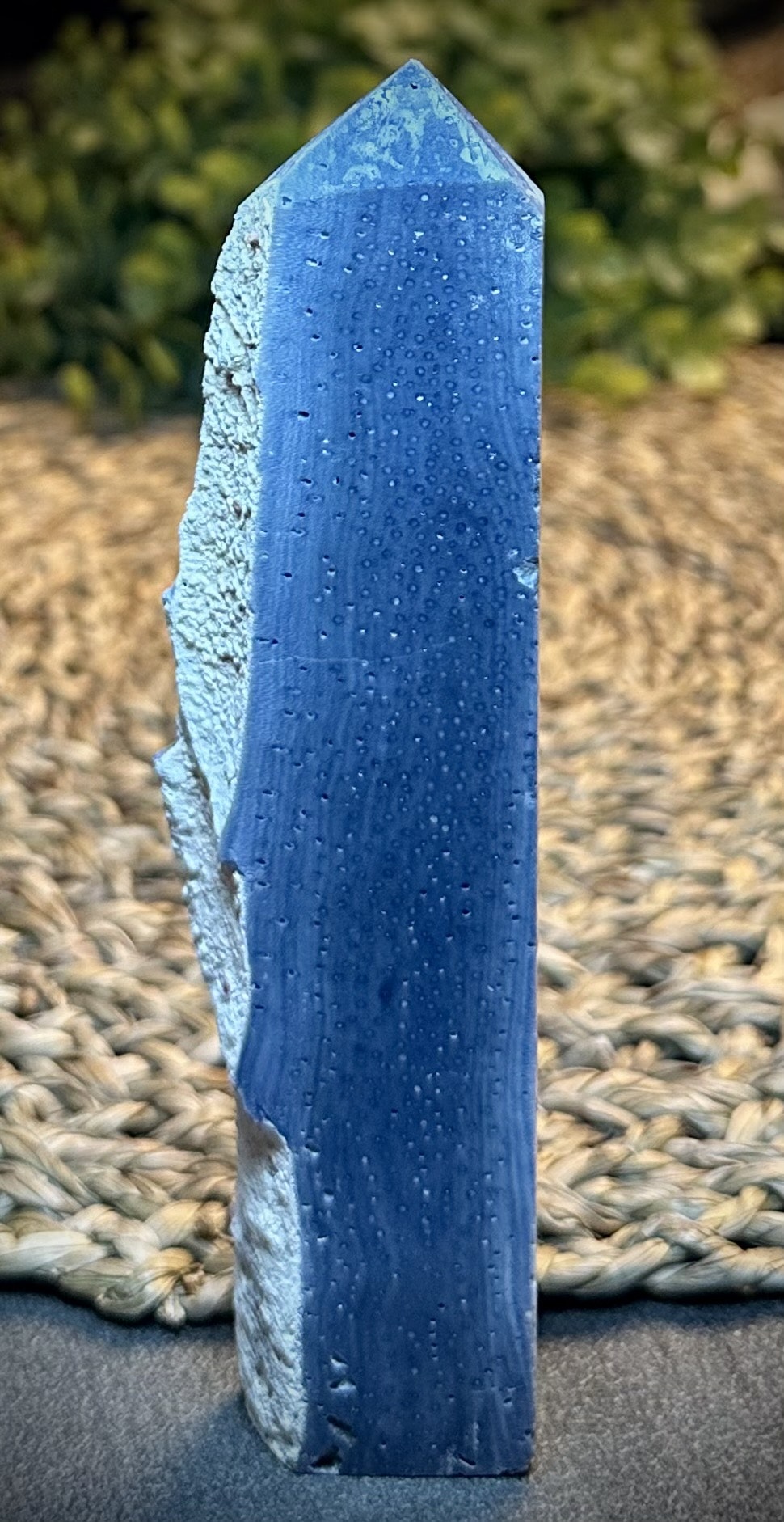 Blue Ridge Korall