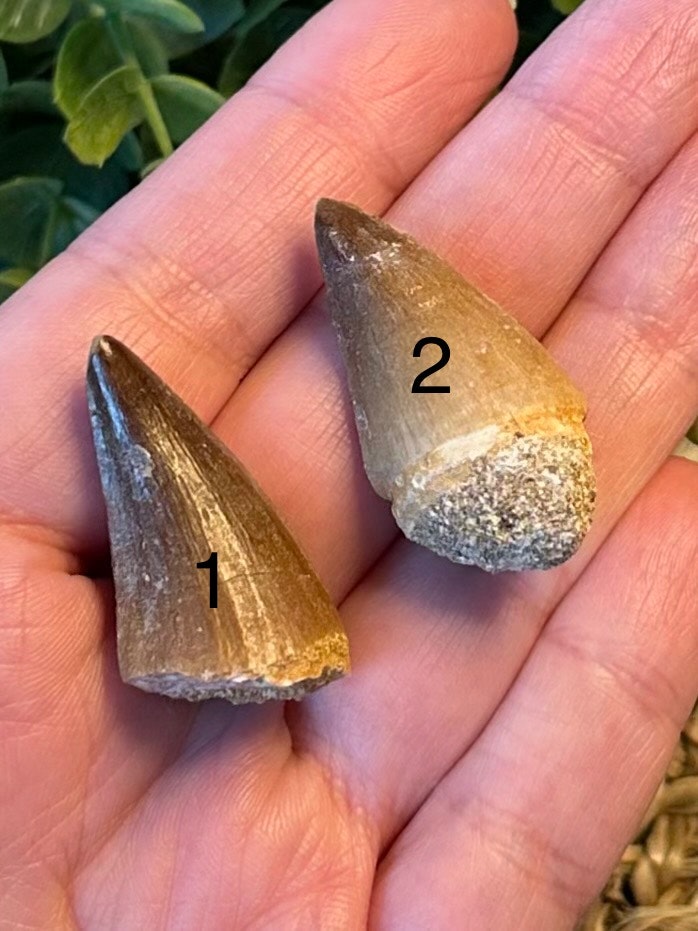 Fossil Mosasaurus Tand