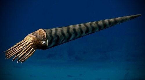 Ortoceratit | Fossil Bläckfisk