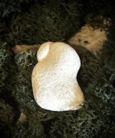Fairy Stone | Älvsten