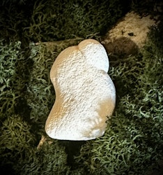 Fairy Stone | Älvsten
