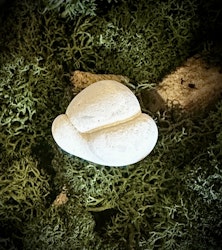 Fairy Stone | Älvsten