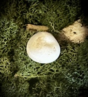 Fairy Stone | Älvsten