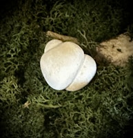 Fairy Stone | Älvsten