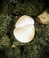 Fairy Stone | Älvsten