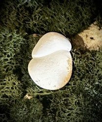 Fairy Stone | Älvsten