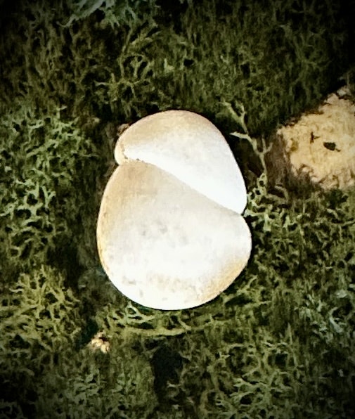 Fairy Stone | Älvsten
