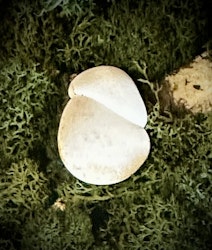 Fairy Stone | Älvsten