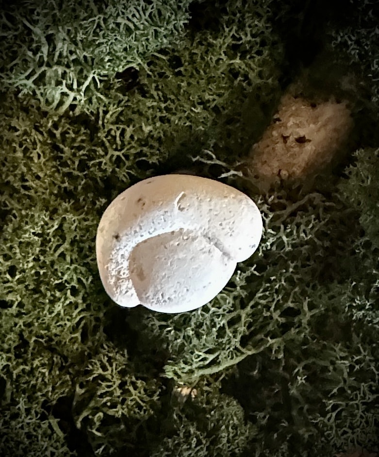 Fairy Stone | Älvsten