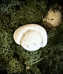 Fairy Stone | Älvsten