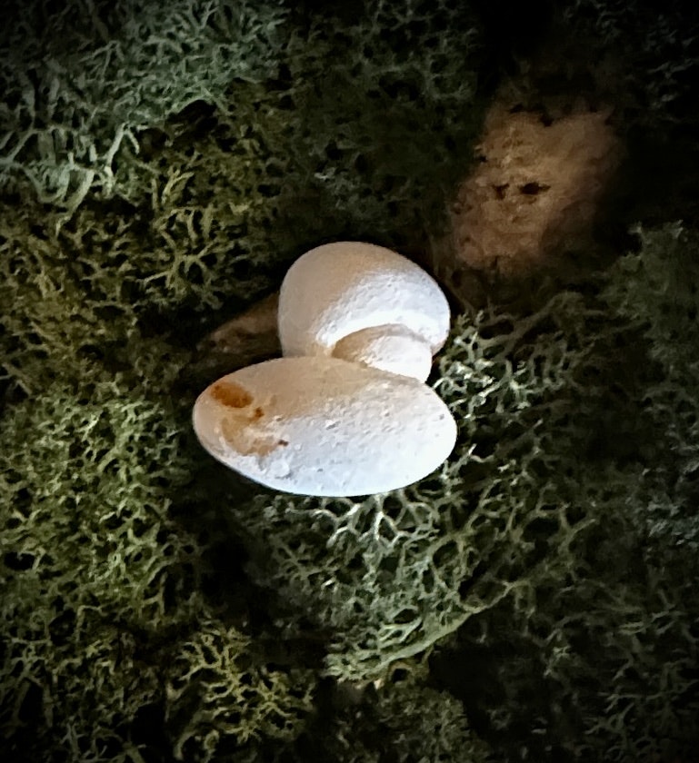 Fairy Stone | Älvsten