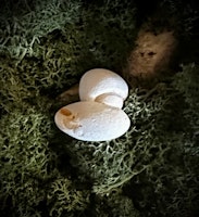 Fairy Stone | Älvsten