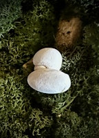Fairy Stone | Älvsten