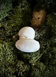 Fairy Stone | Älvsten