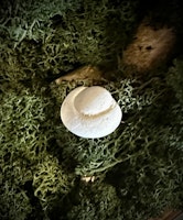 Fairy Stone | Älvsten