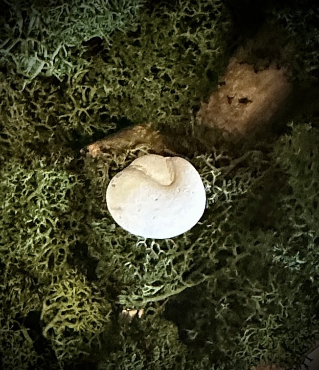 Fairy Stone | Älvsten