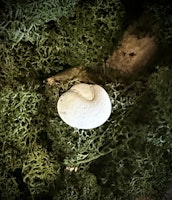 Fairy Stone | Älvsten