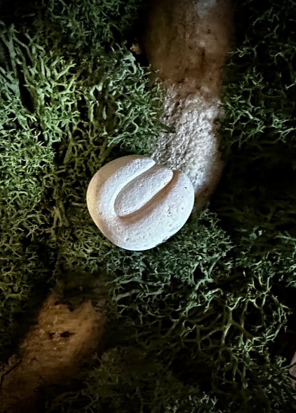 Fairy Stone | Älvsten
