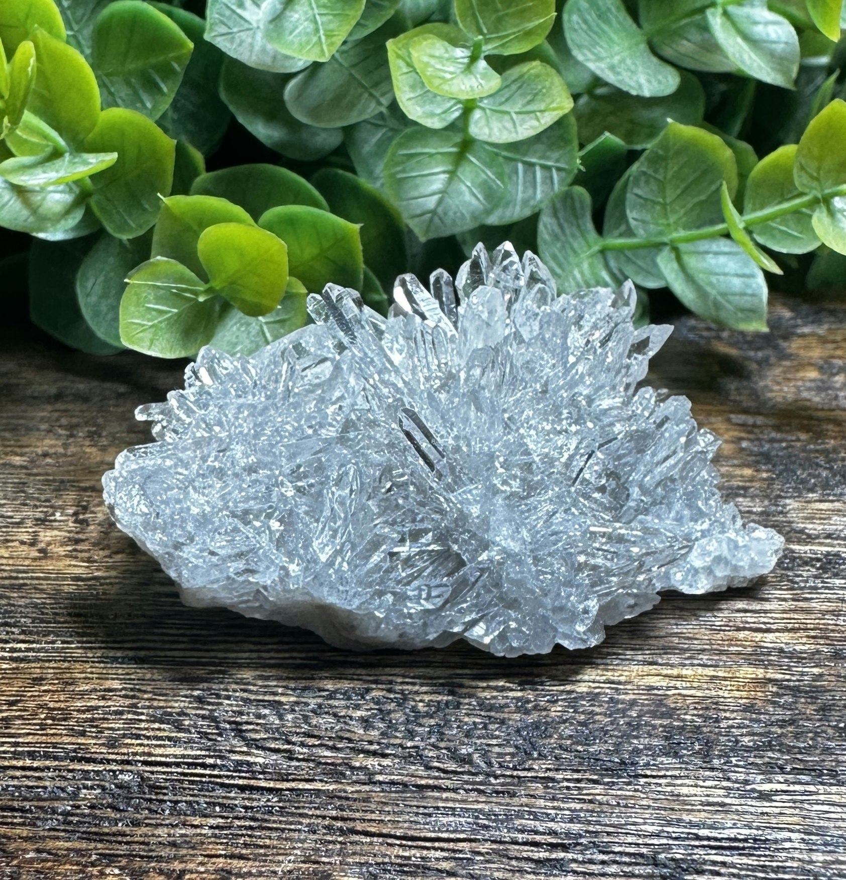 Krysantemum Kvarts