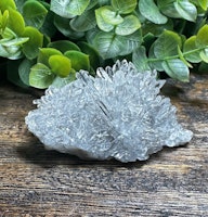 Krysantemum Kvarts