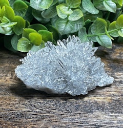 Krysantemum Kvarts