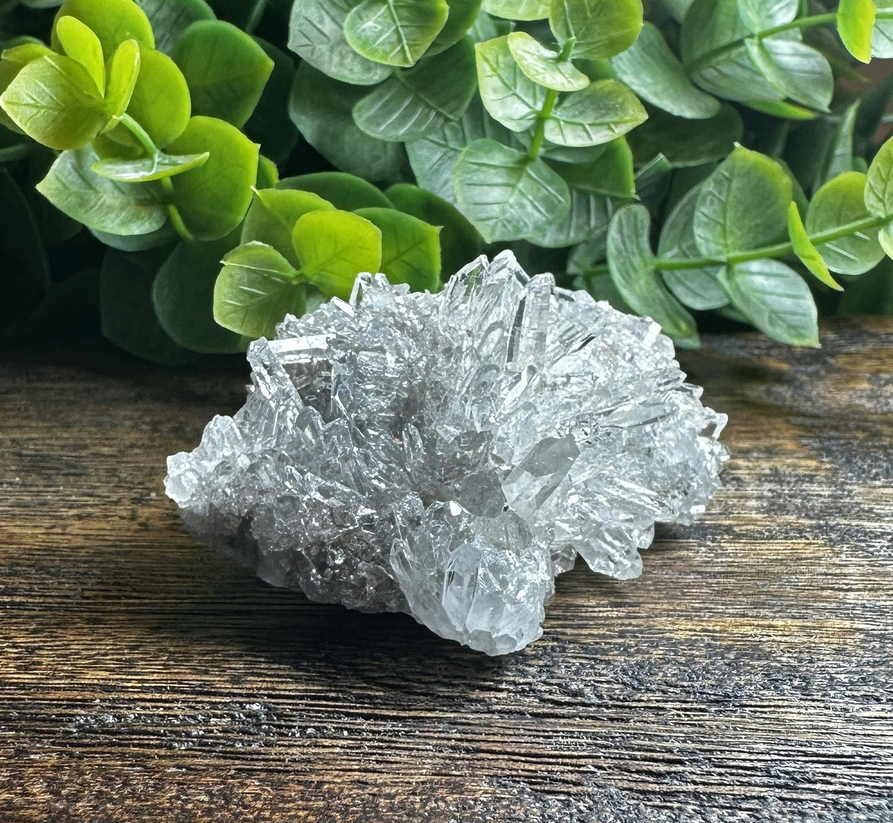 Krysantemum Kvarts