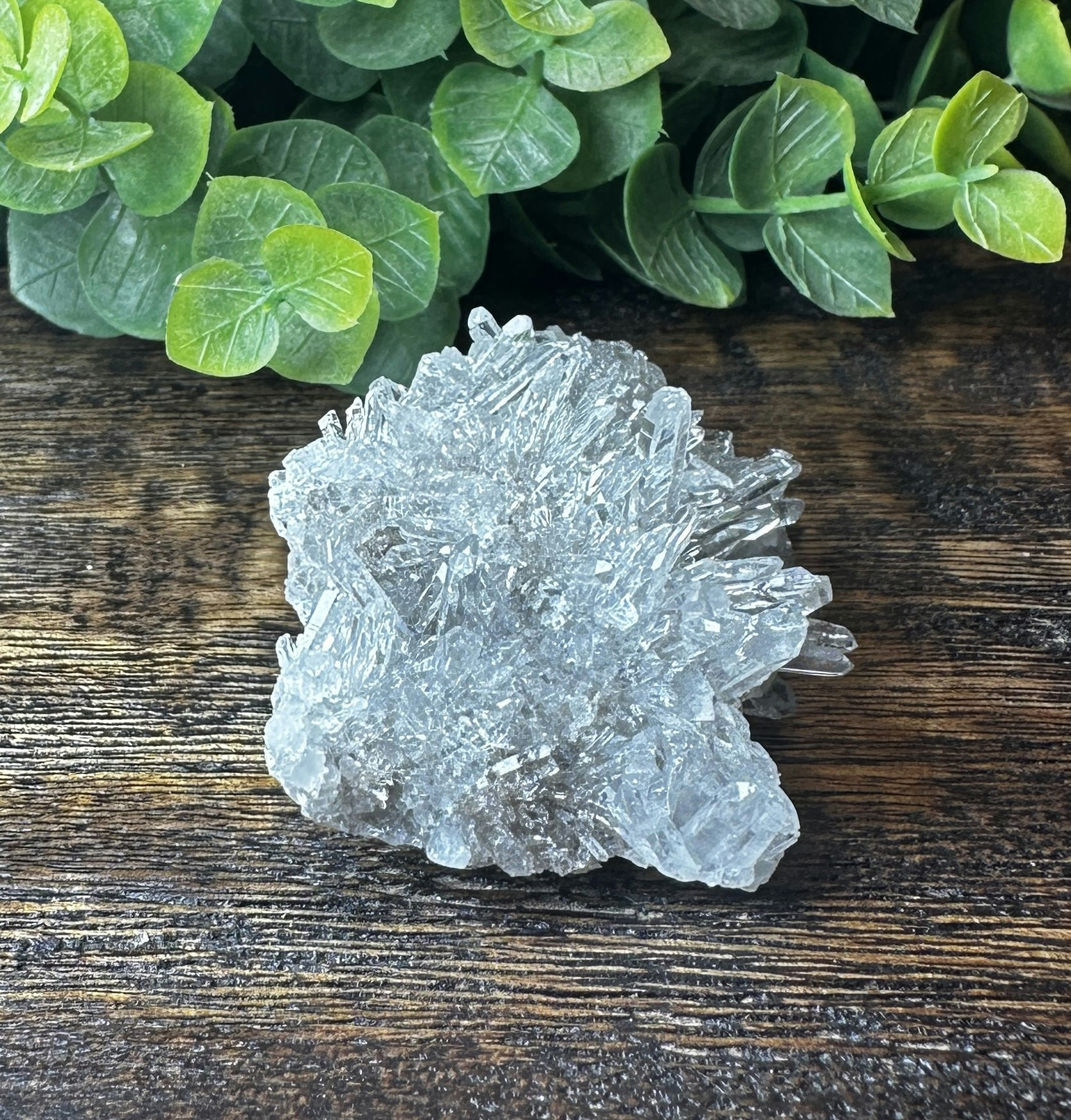 Krysantemum Kvarts