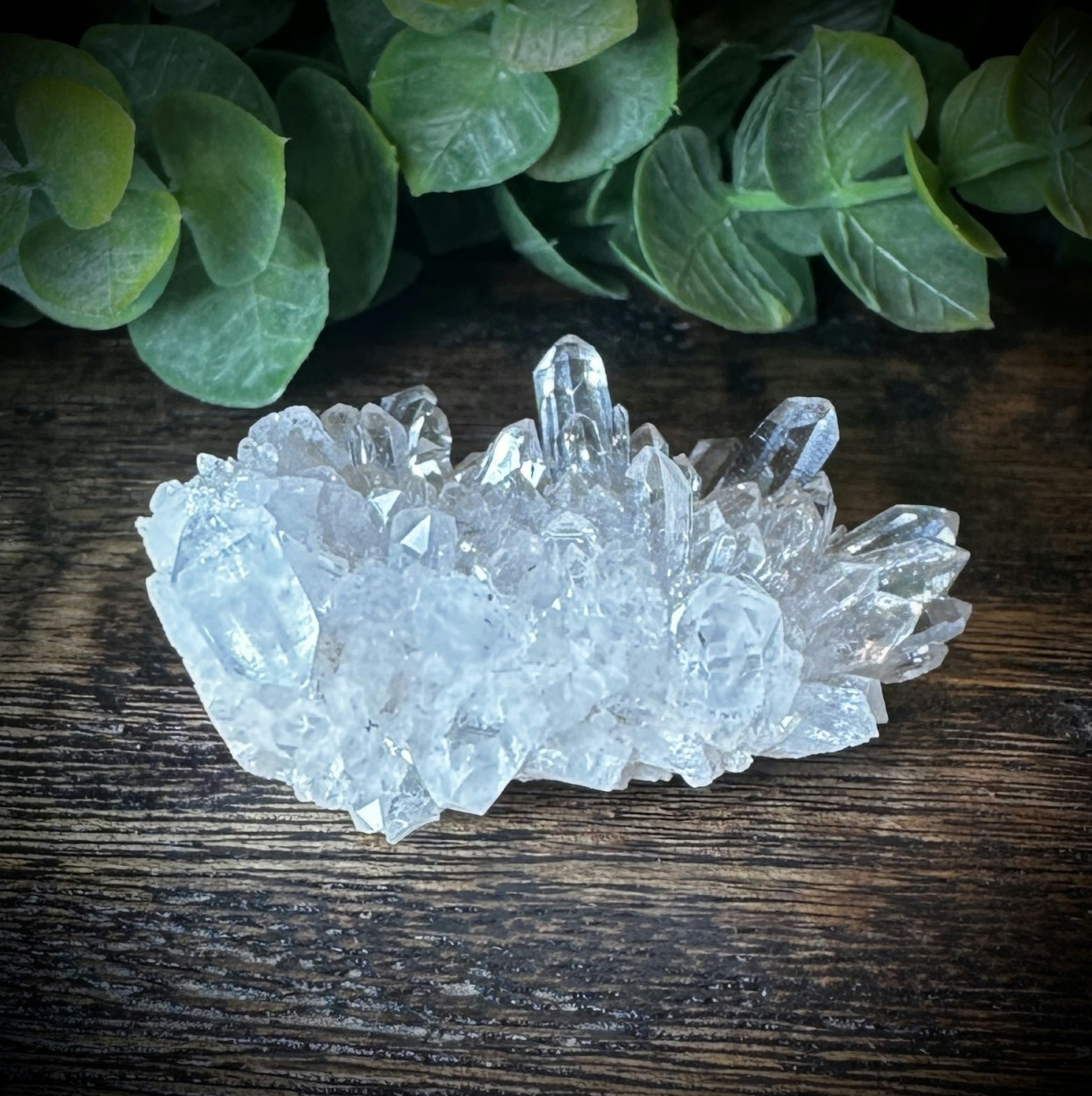 Krysantemum Kvarts
