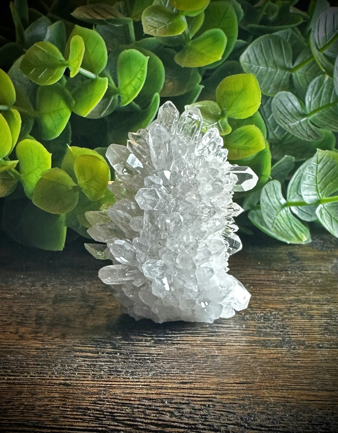 Krysantemum Kvarts