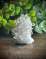 Krysantemum Kvarts