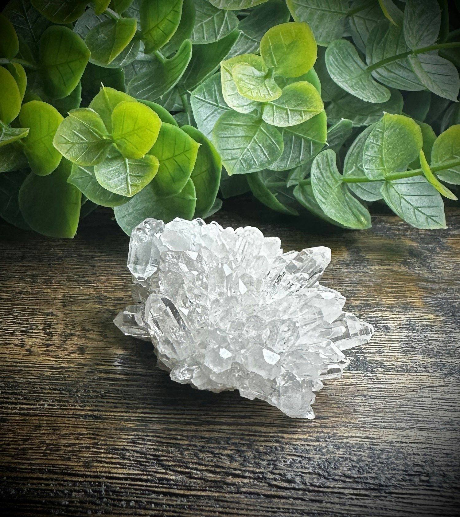 Krysantemum Kvarts