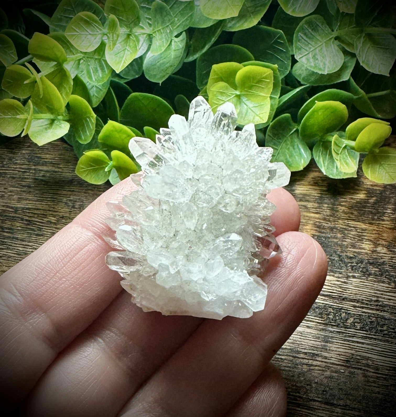 Krysantemum Kvarts