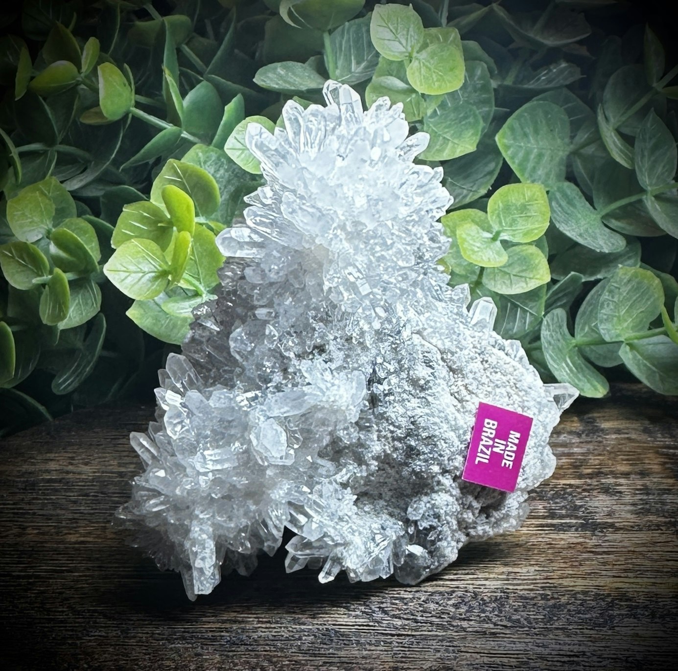 Krysantemum Kvarts
